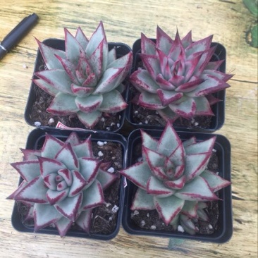 多肉植物含盆