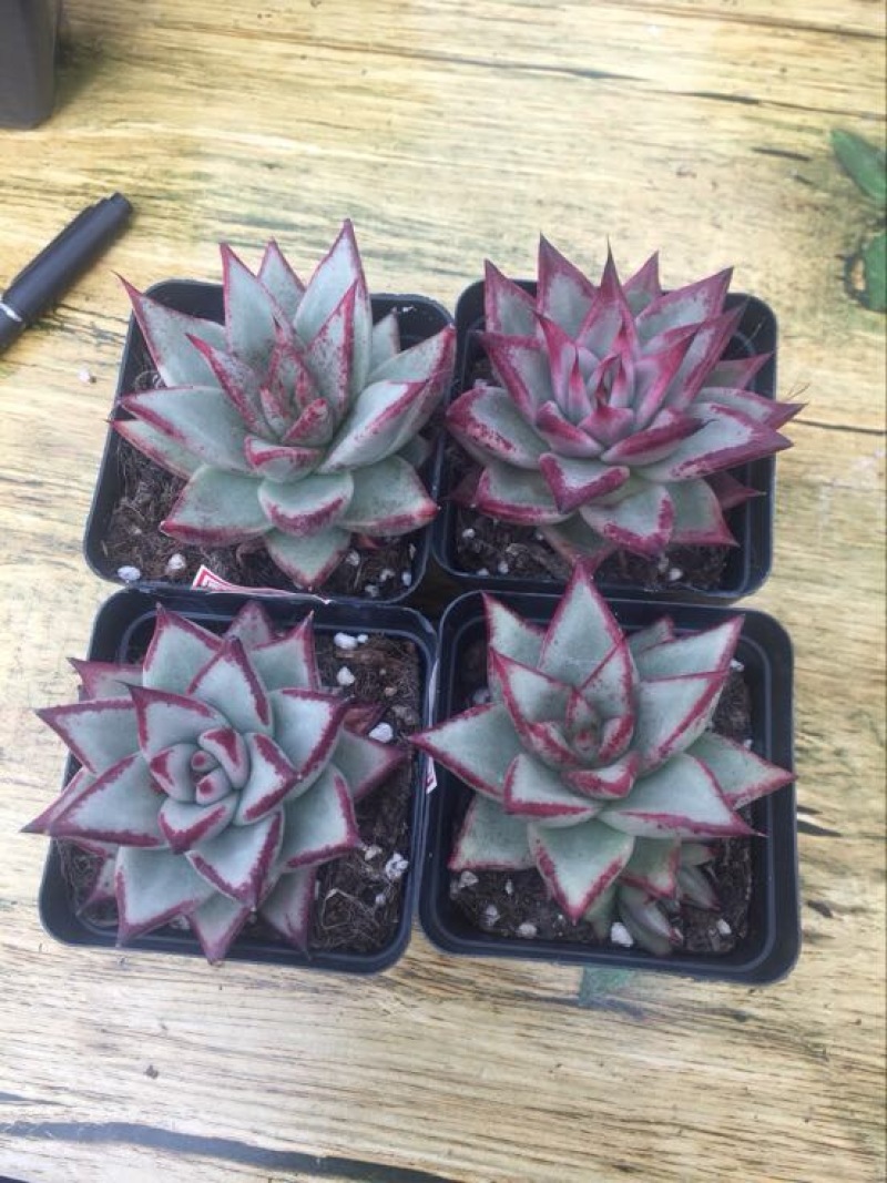 多肉植物含盆