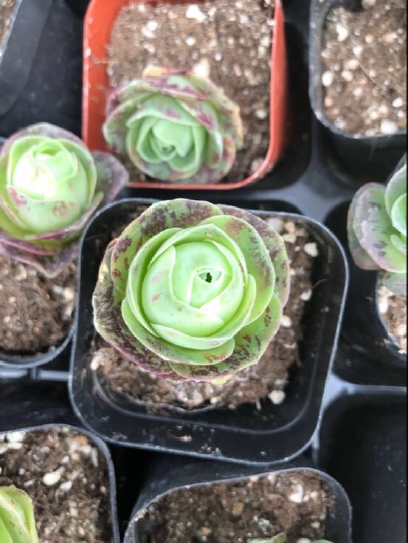 多肉植物含盆