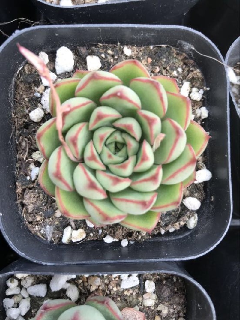 多肉植物含盆