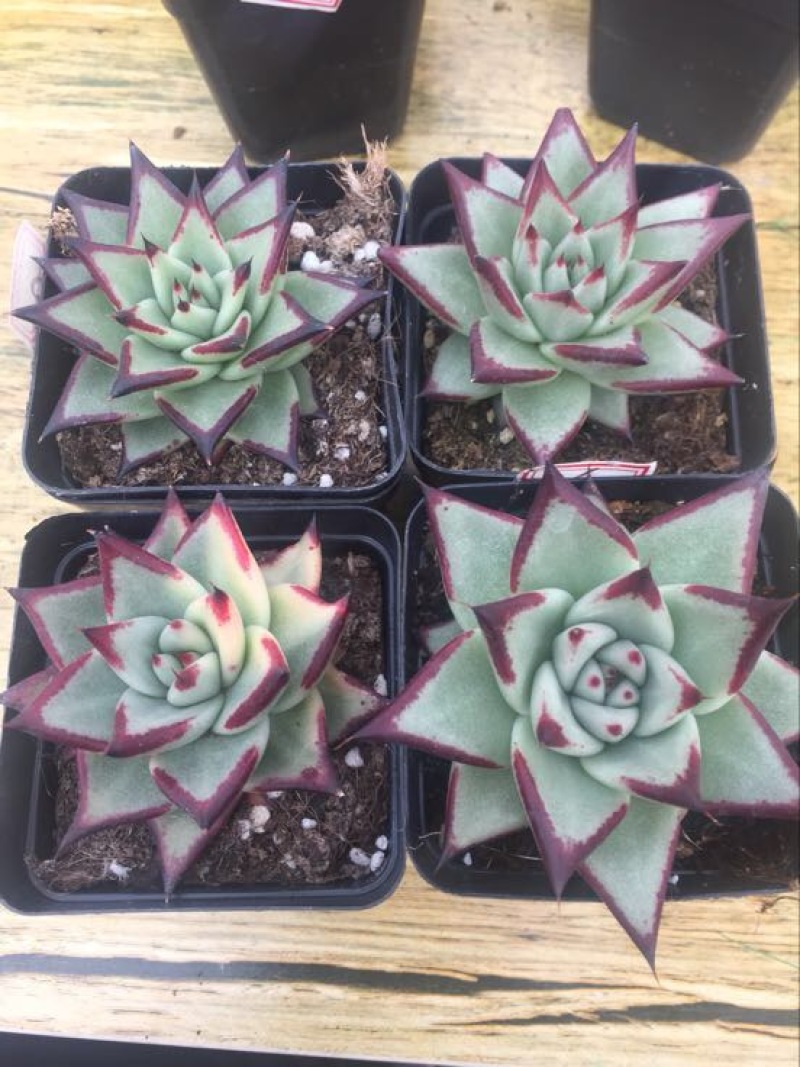 多肉植物含盆