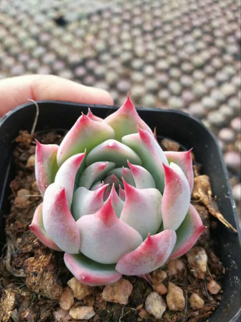 多肉植物含盆