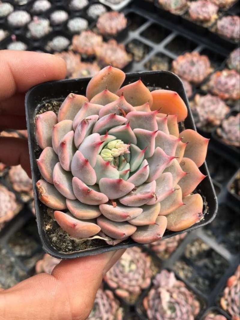 多肉植物含盆