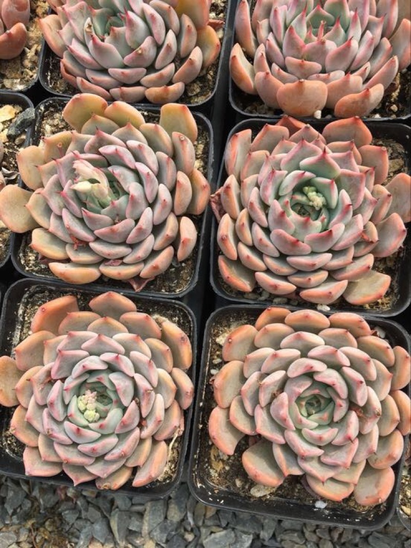 多肉植物含盆