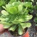 多肉植物含盆