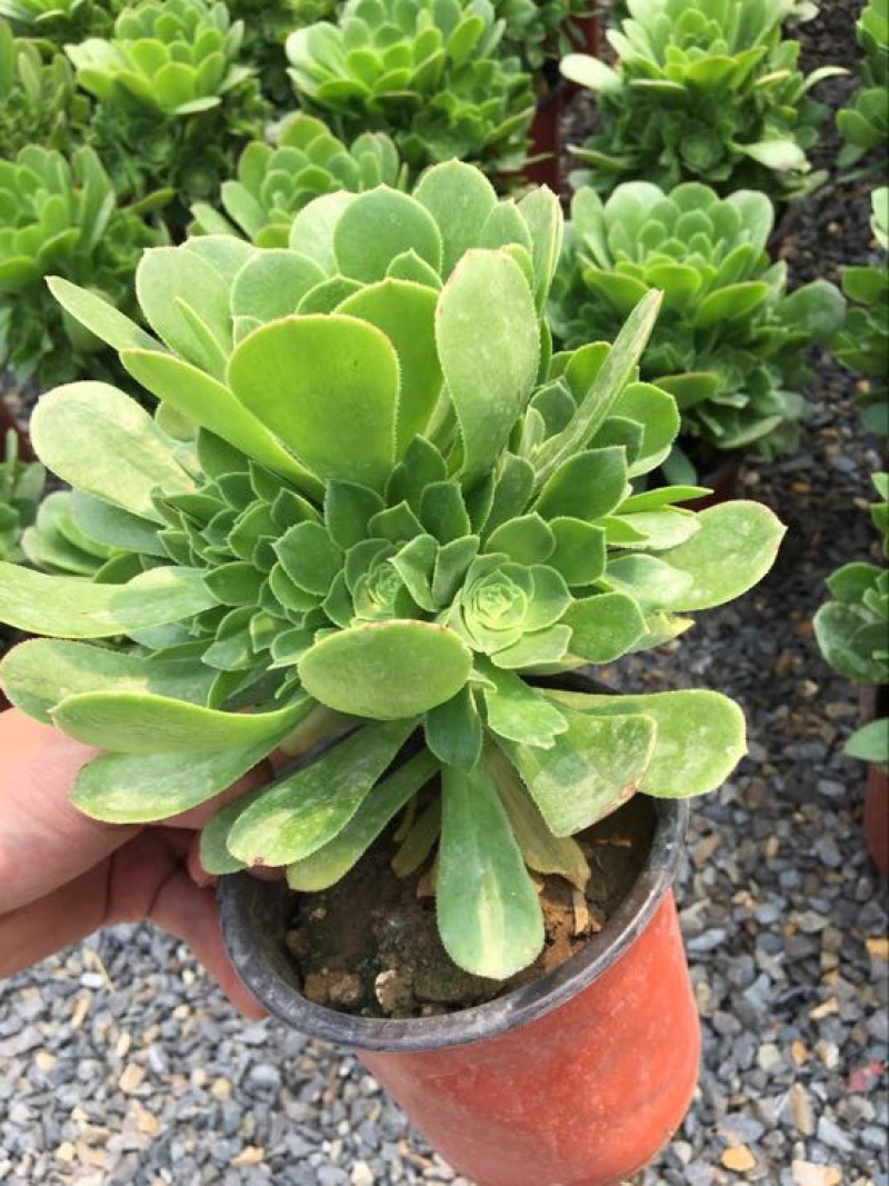 多肉植物含盆