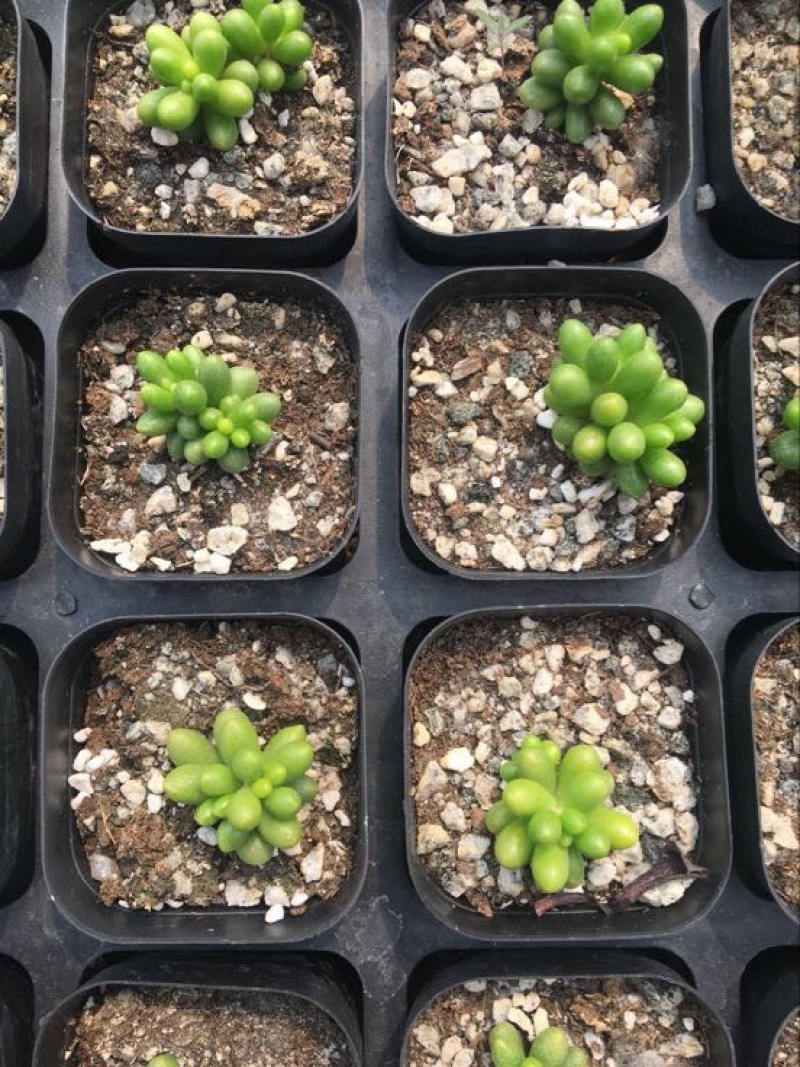 多肉植物含盆