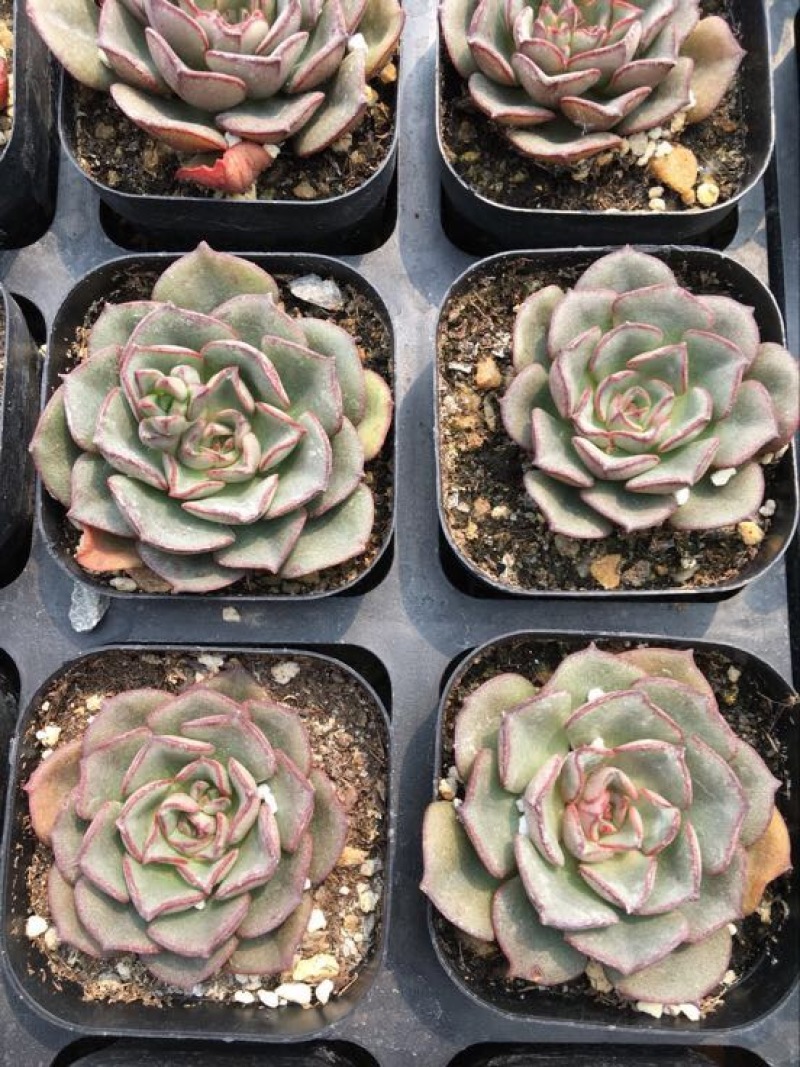 多肉植物含盆