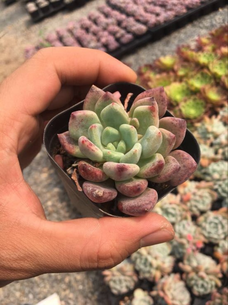 多肉植物含盆