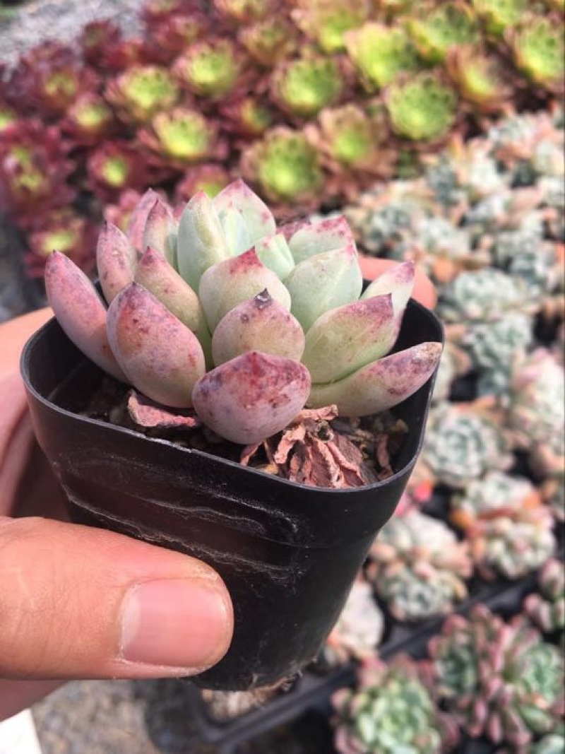 多肉植物含盆