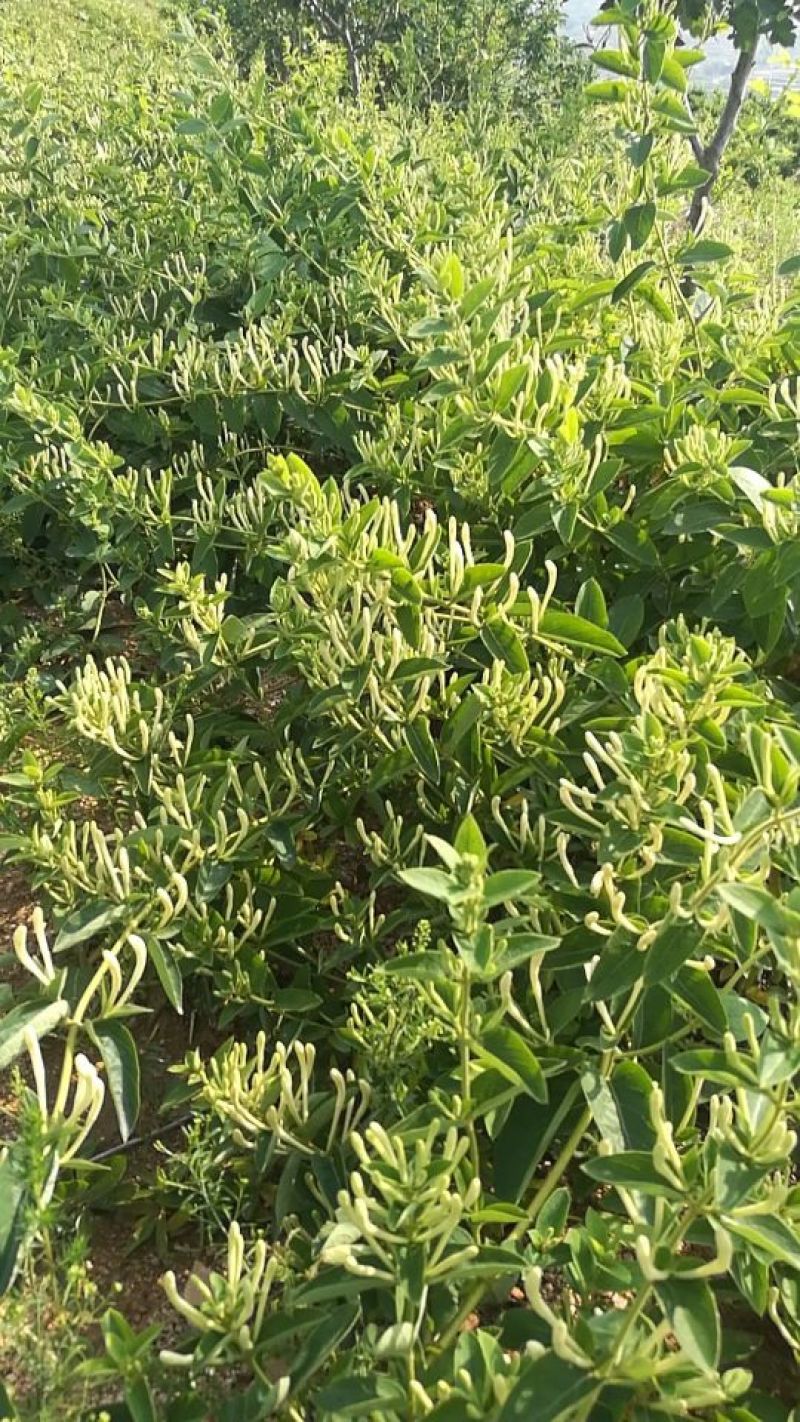 金银花苗北花系列，两年苗，技术指导，包回收干花。