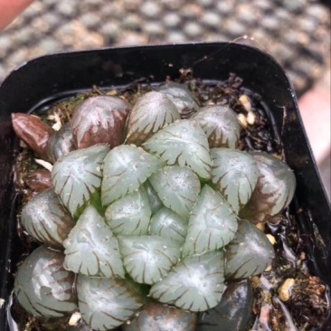 多肉植物不含盆
