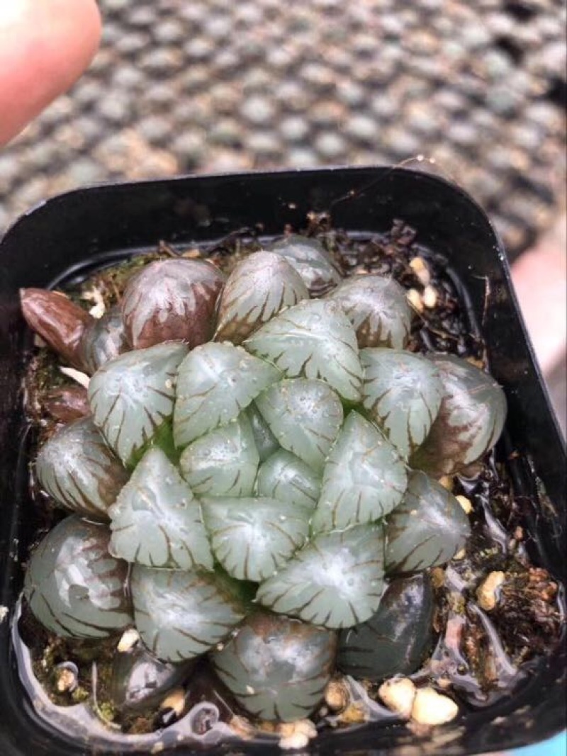 多肉植物不含盆