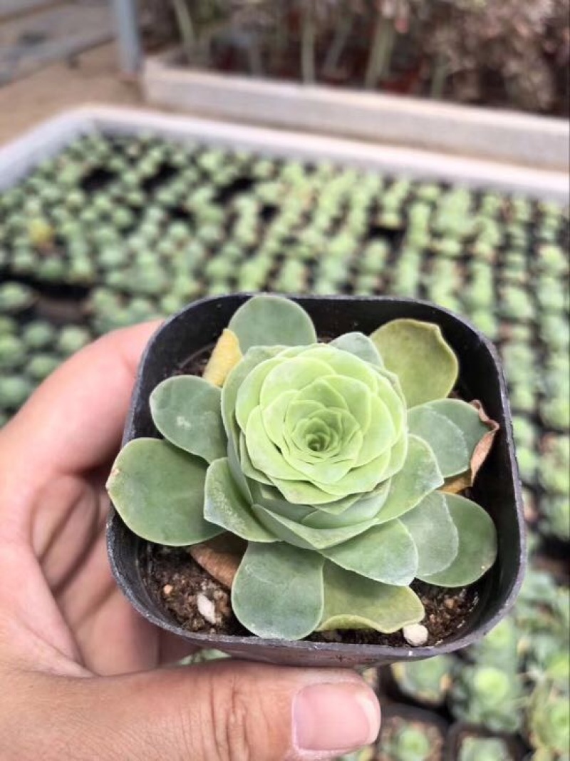 多肉植物不含盆