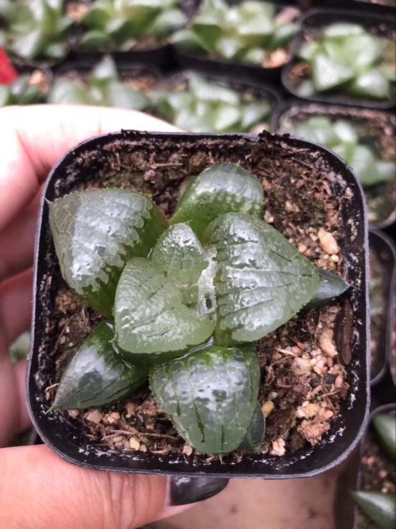 多肉植物不含盆