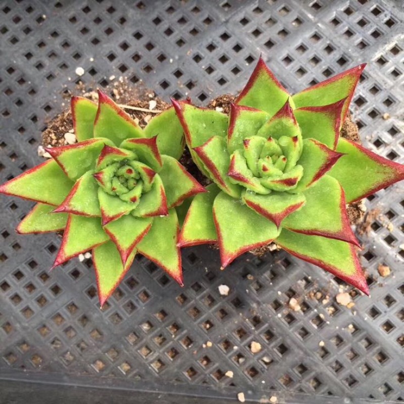 多肉植物不含盆