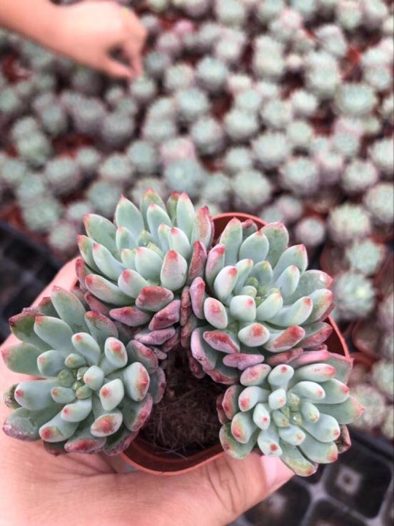多肉植物不含盆