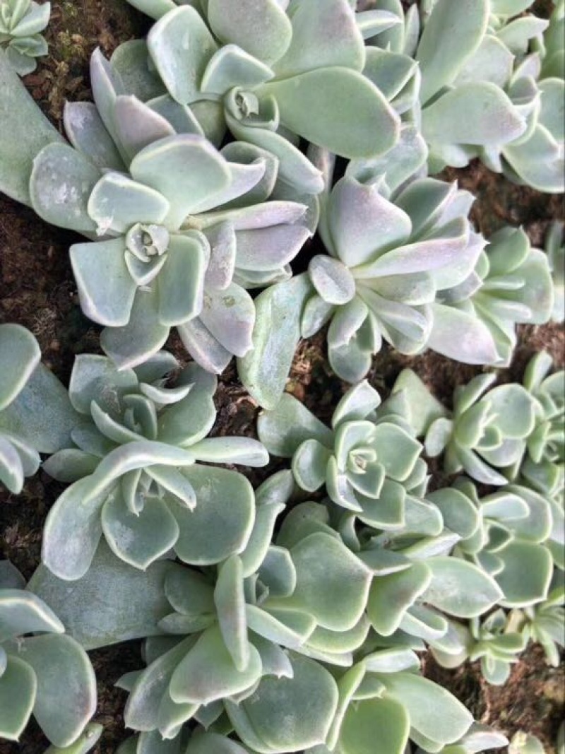 多肉植物山东基地种苗穴盘苗