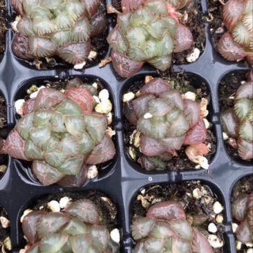 多肉植物山东基地种苗穴盘苗