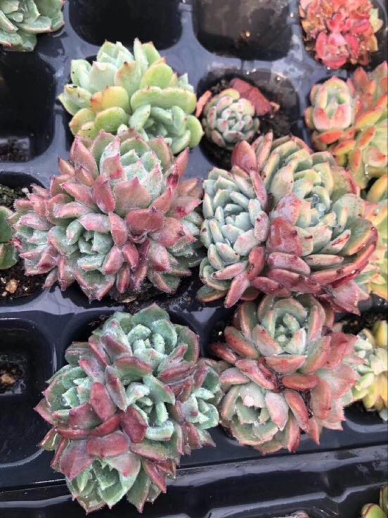 多肉植物山东基地种苗穴盘苗