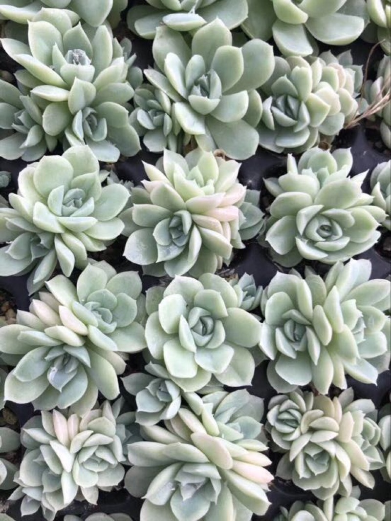 多肉植物山东基地种苗穴盘苗