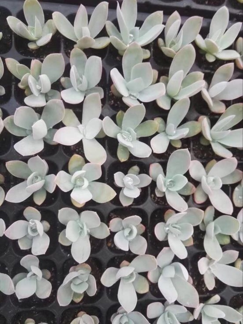 多肉植物山东基地种苗穴盘苗