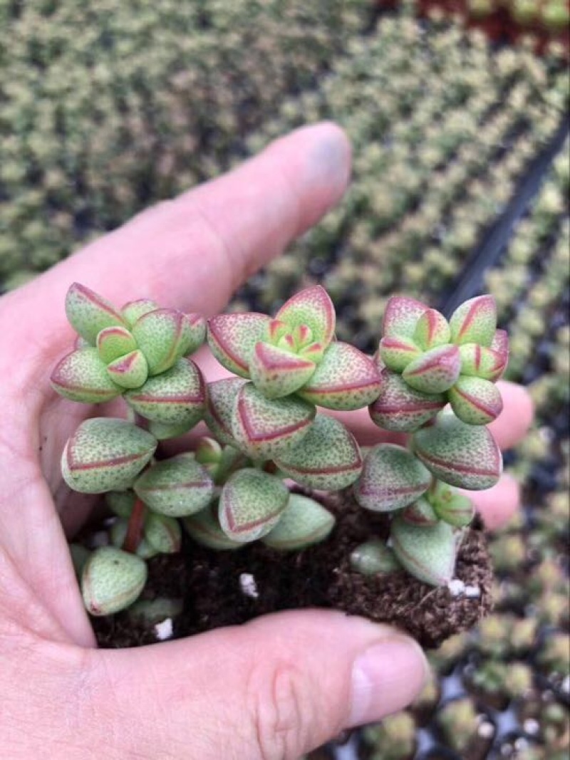 多肉植物山东基地种苗穴盘苗