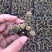 多肉植物山东基地种苗穴盘苗