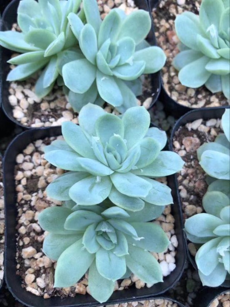 多肉植物山东基地种苗穴盘苗
