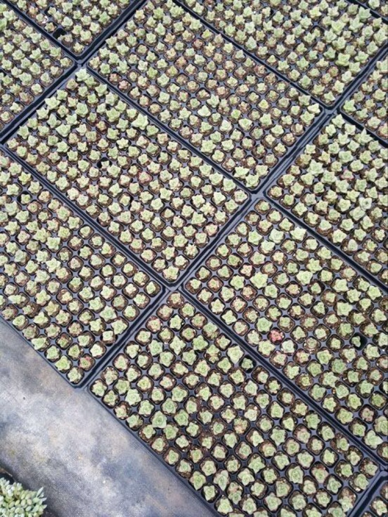 多肉植物山东基地种苗穴盘苗