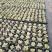 多肉植物山东基地种苗穴盘苗