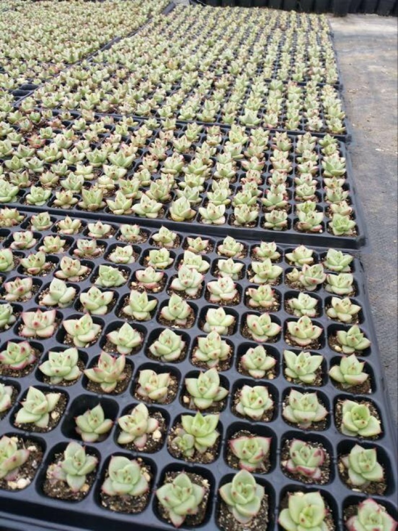 多肉植物山东基地种苗穴盘苗