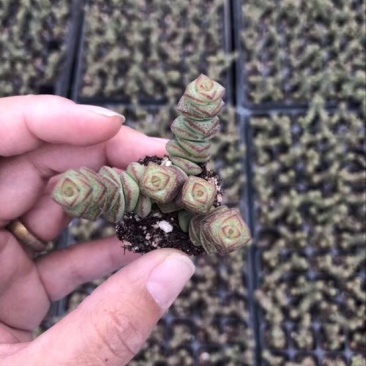 多肉植物山东基地种苗穴盘苗