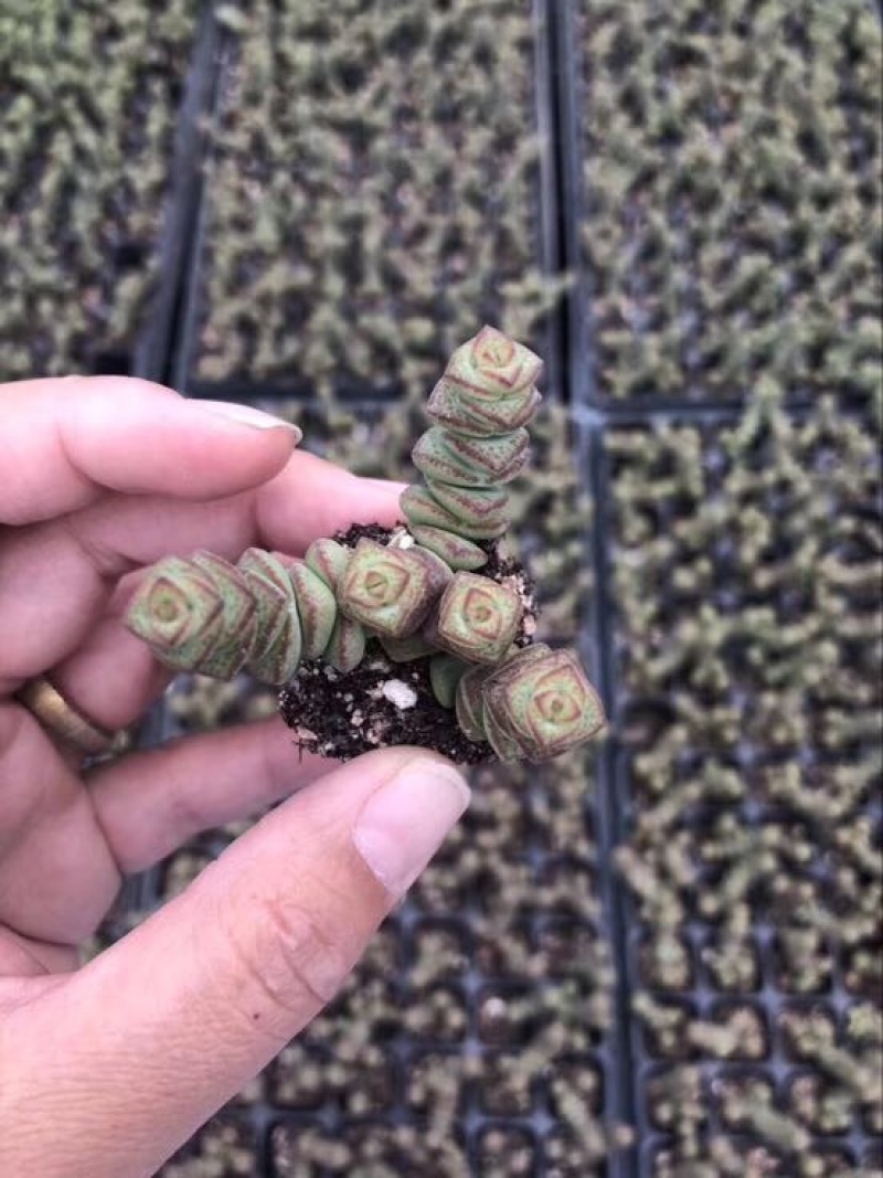 多肉植物山东基地种苗穴盘苗