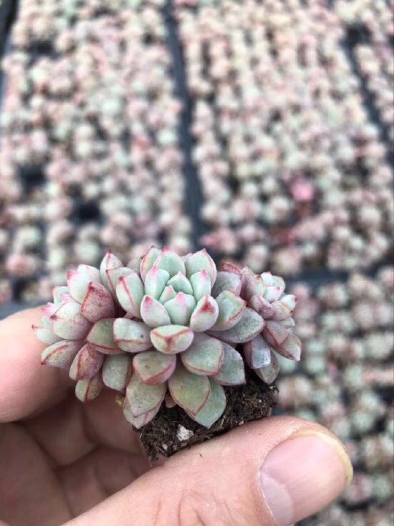 多肉植物山东基地种苗穴盘苗