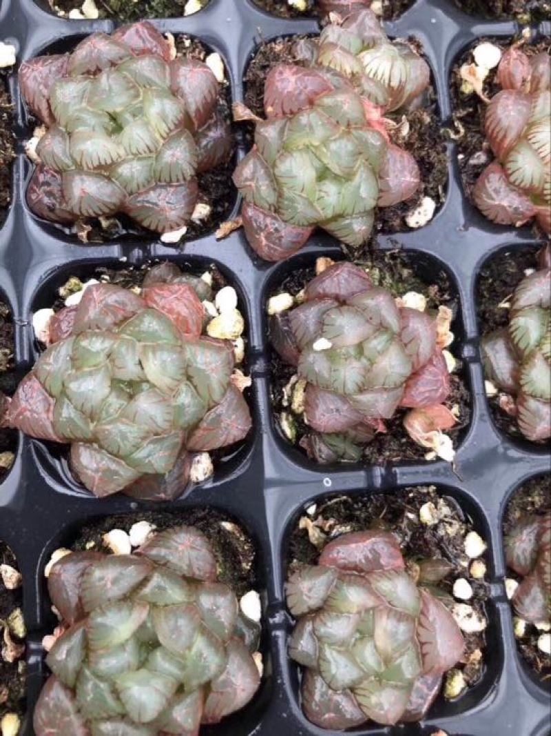 多肉植物山东基地种苗穴盘苗