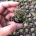 多肉植物山东基地种苗穴盘苗