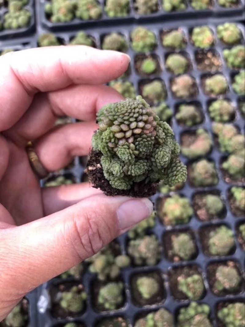 多肉植物山东基地种苗穴盘苗