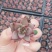 多肉植物山东基地种苗穴盘苗
