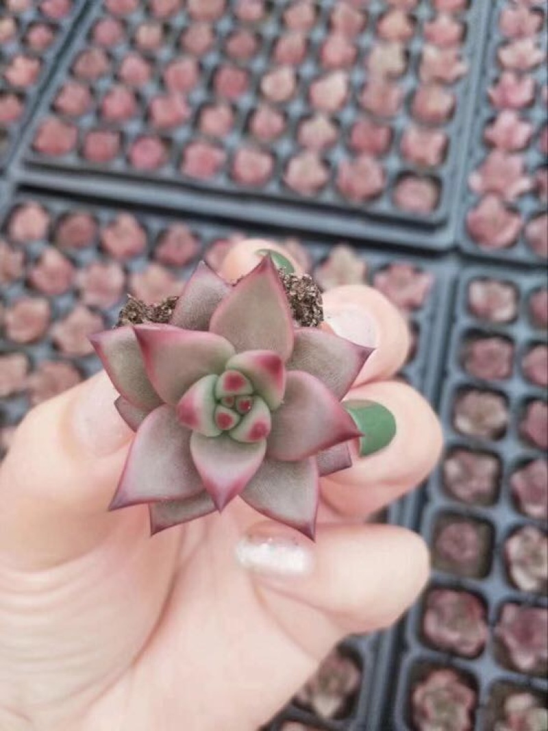 多肉植物山东基地种苗穴盘苗