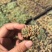 多肉植物山东基地种苗穴盘苗