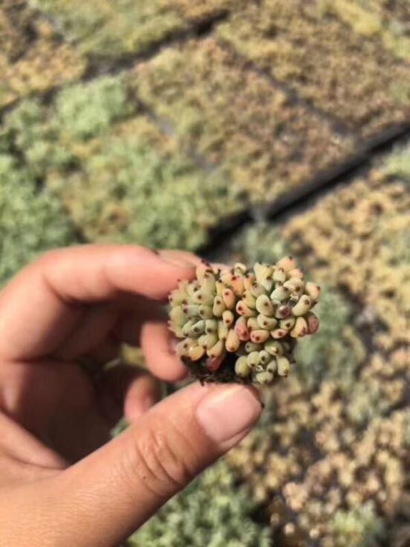 多肉植物山东基地种苗穴盘苗