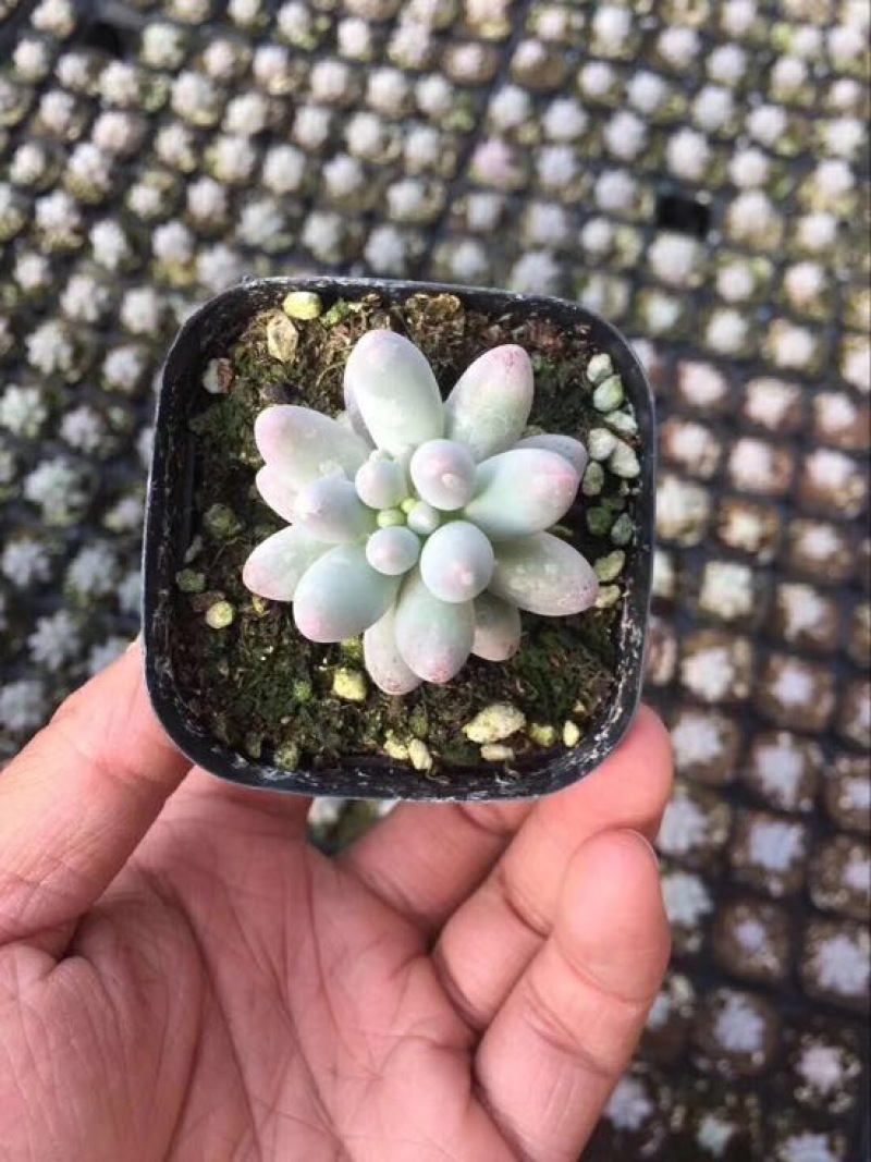 多肉植物山东基地产地直销