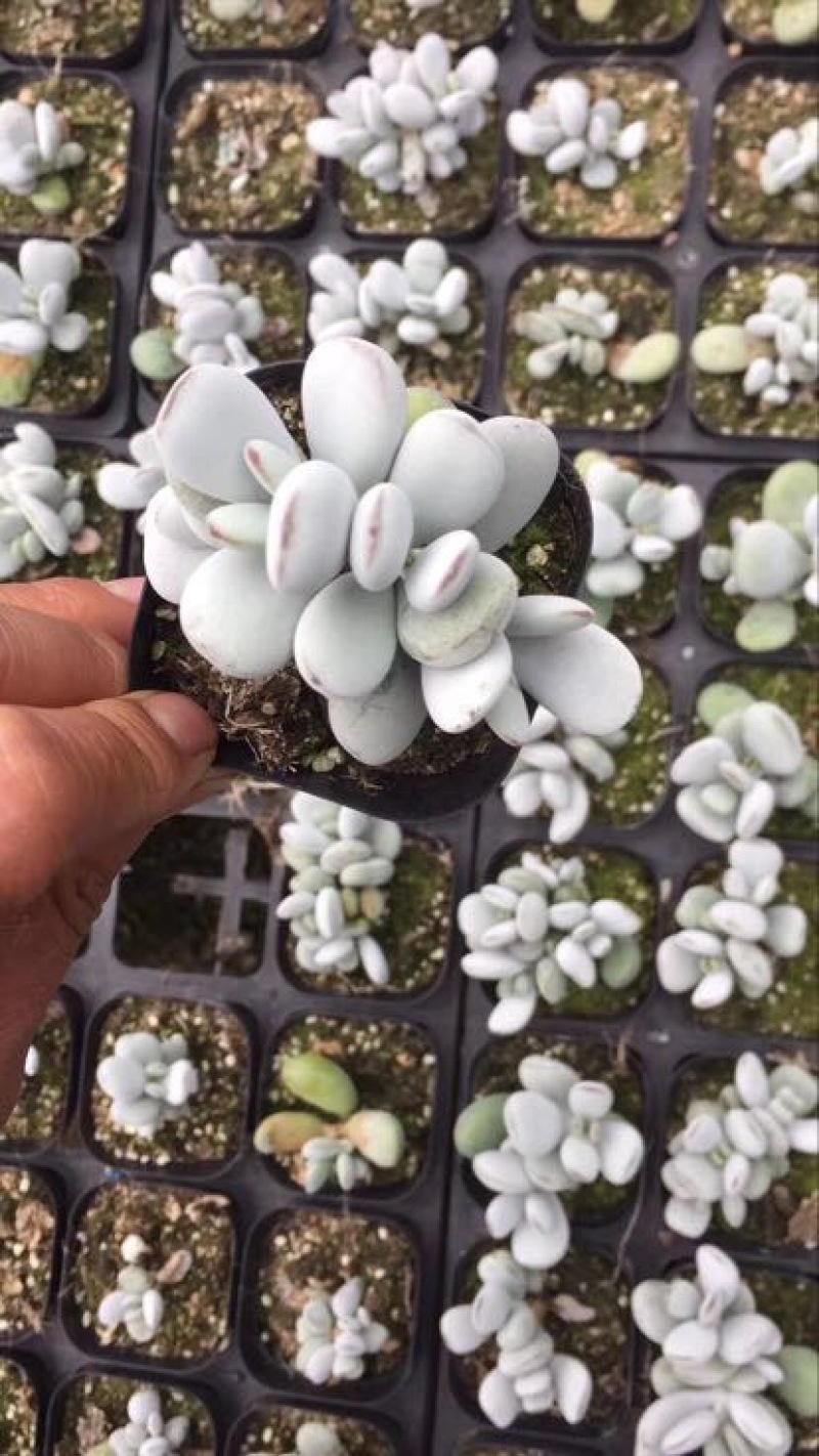 多肉植物山东基地产地直销