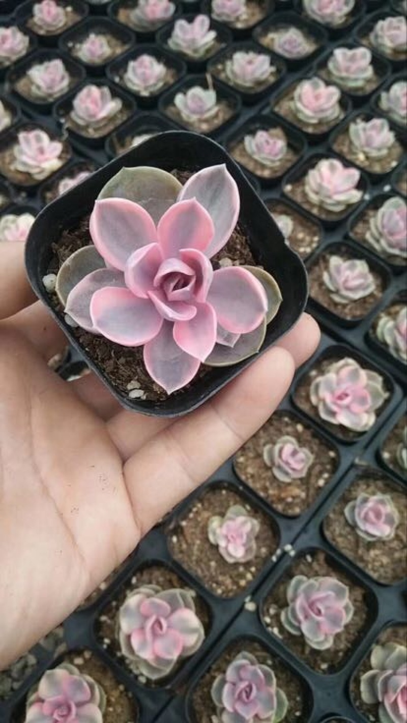多肉植物山东基地产地直销