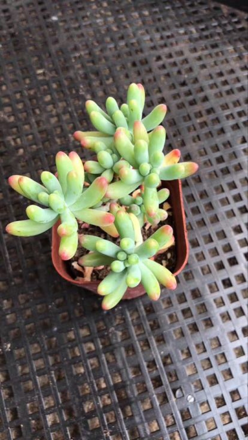 多肉植物山东基地产地直销