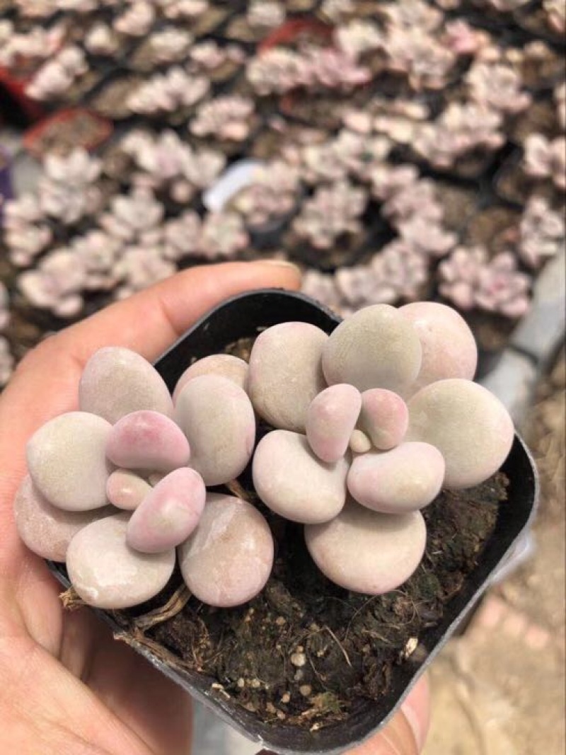 多肉植物山东基地产地直销