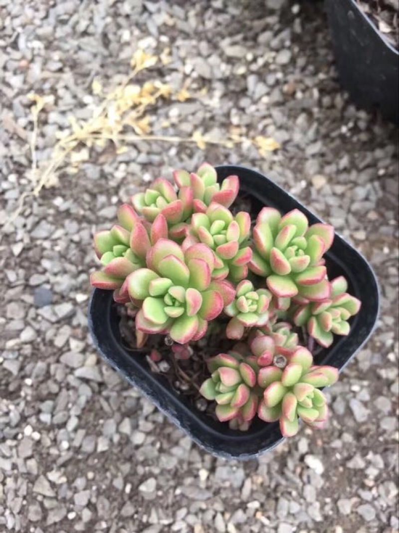 多肉植物山东基地产地直销