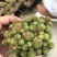 多肉植物山东基地产地直销