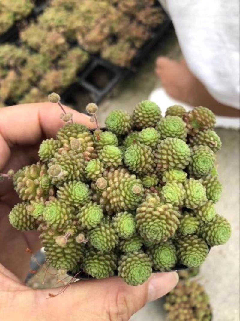多肉植物山东基地产地直销